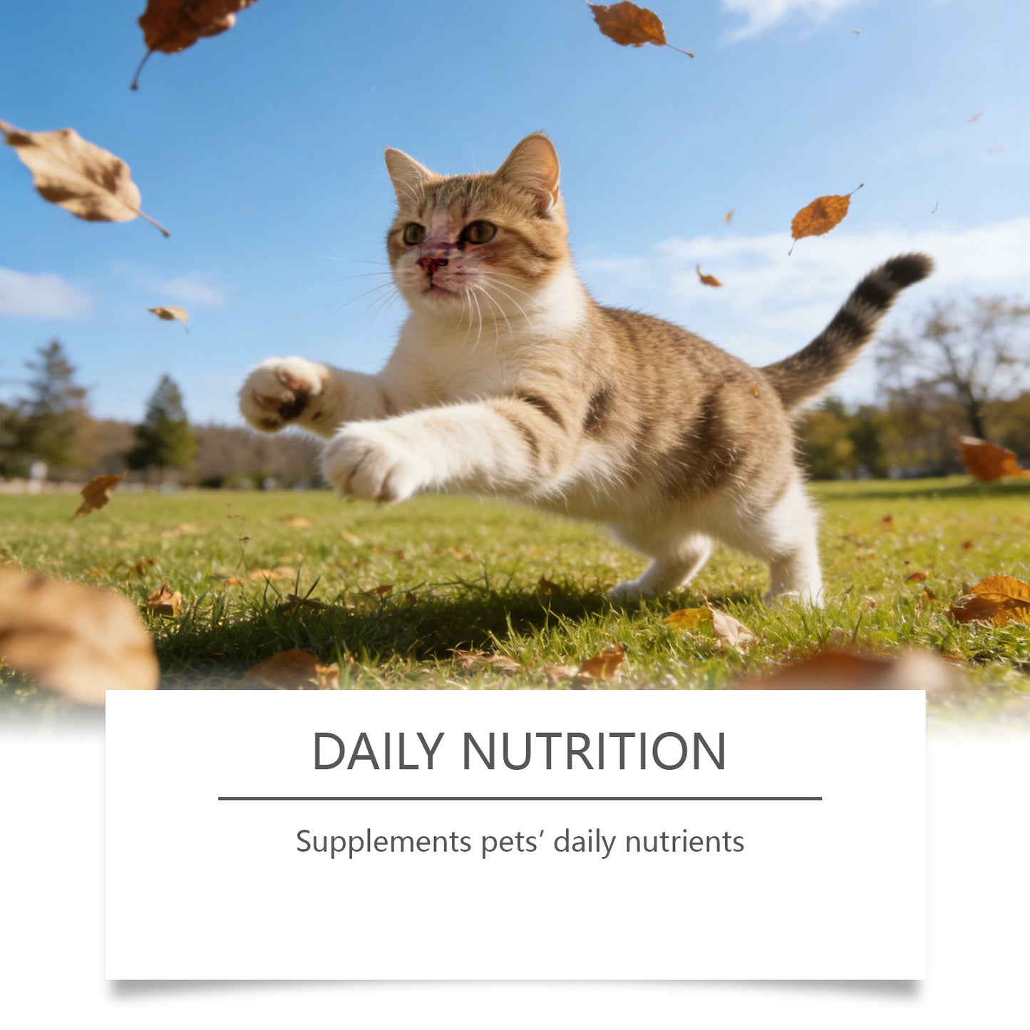Cat Taurine Powder
